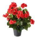 Begonia Artificiel