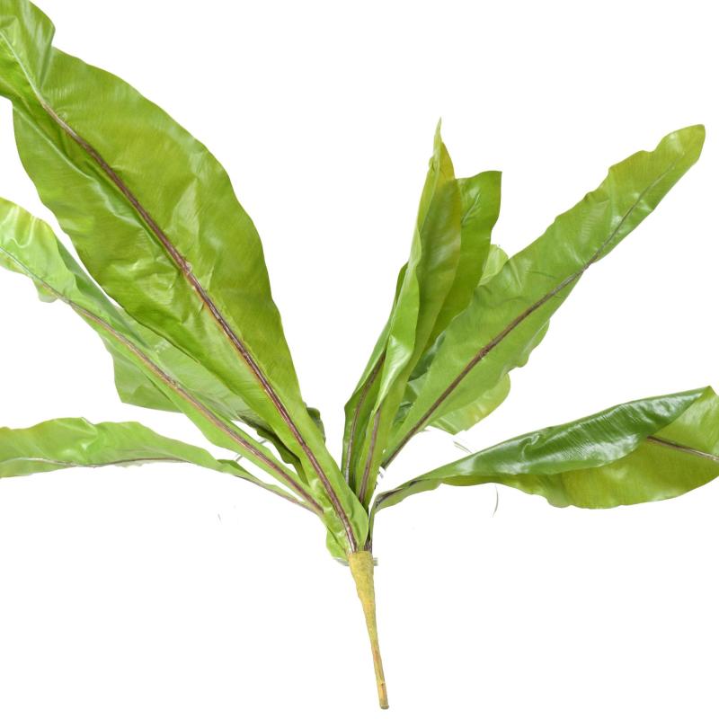 Asplenium L Artificiel