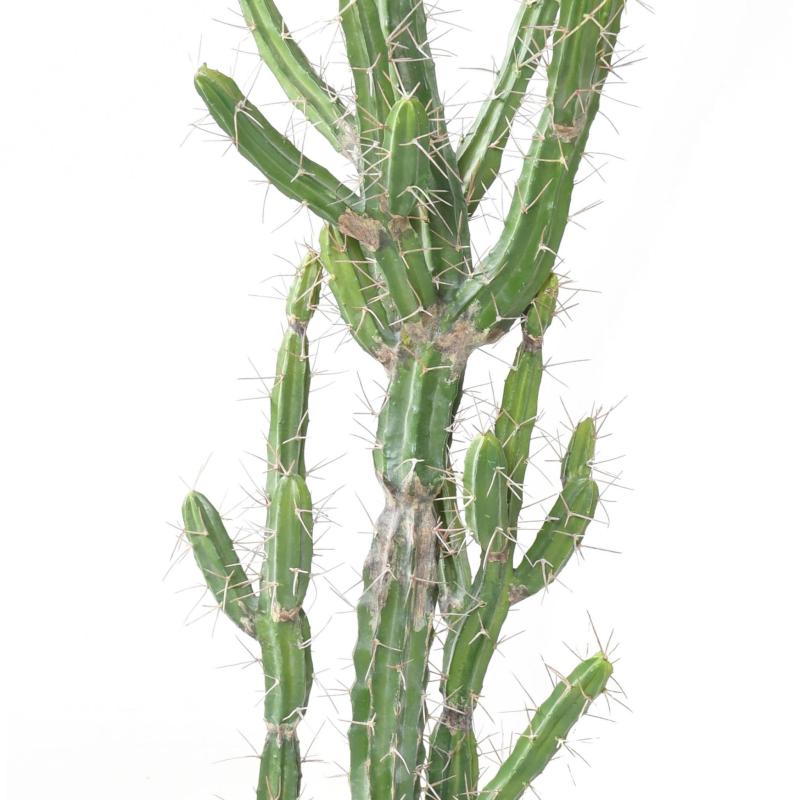 Cactus Artificiel Finger F