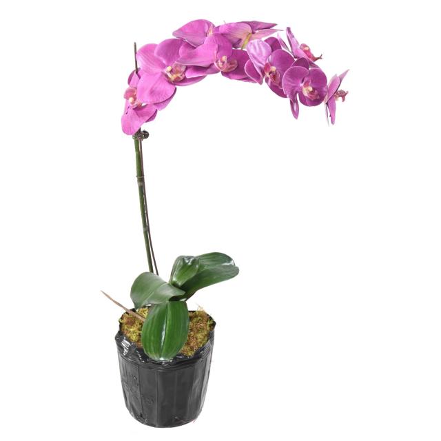 Phalaenopsis Artificielle Motte 60