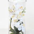 Composition Phalaeno Blanc