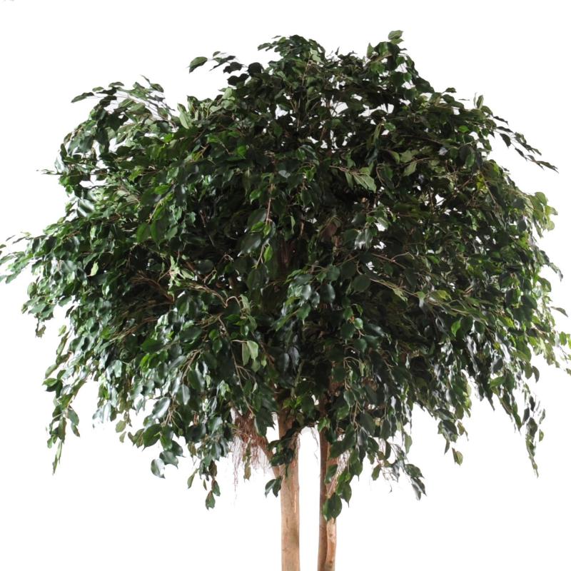 Ficus Artificiel Exotica Geant