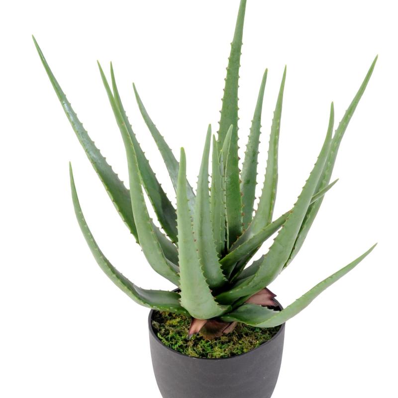 Aloe Artificielle