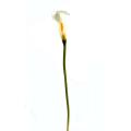 Calla Artificielle Lily