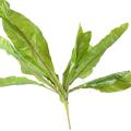 Asplenium L Artificiel