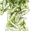 Syngonium Artificiel Chute 60
