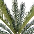 Cycas Géant 15 Palmes