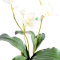 Lycaste Artificiel Orchidée