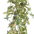 Tradescantia Artificiel Chute 80