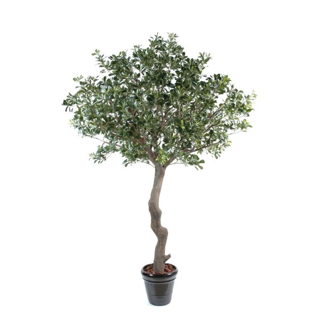 Pittosporum Artificiel Arbre