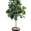 Lyrata Artificiel Figuier