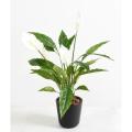 Spathiphyllum Artificiel 4fleurs