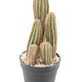 CACTUS Artificiel FINGER X