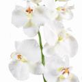 Phalaenopsis Artificiel Tige Medium *6