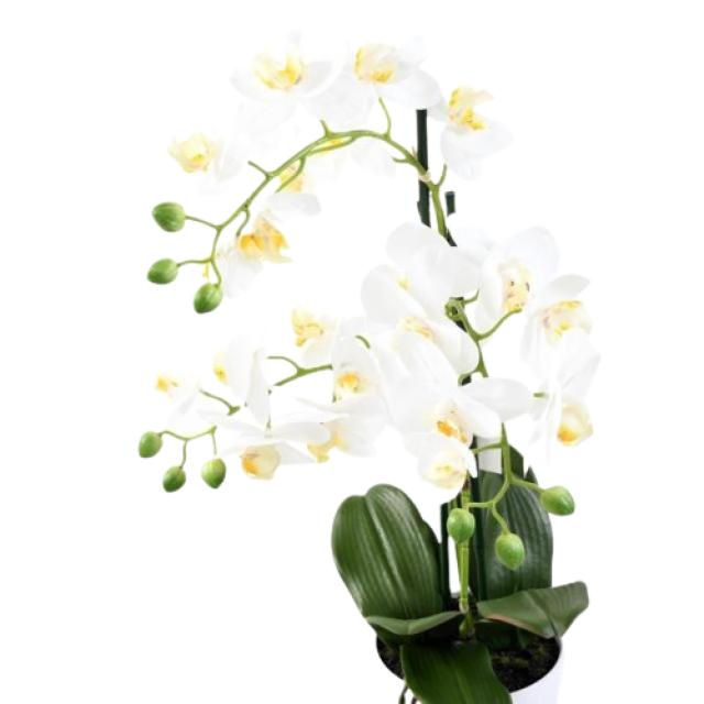 Orchidée Phalaenopsis Pot *3