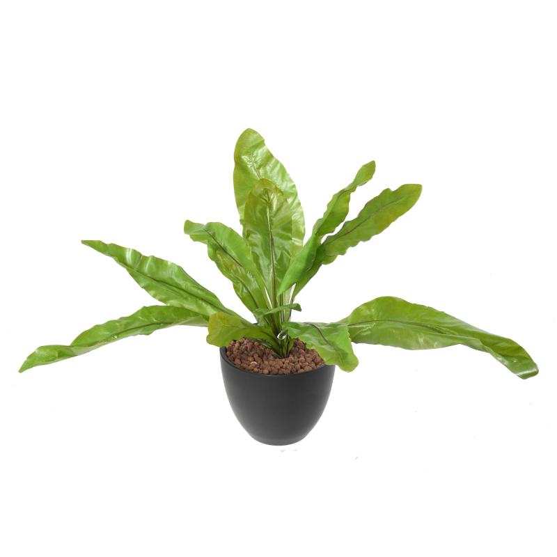Asplenium L Artificiel