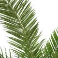 Palmier Artificiel Canarie