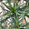 Dracaena Artificiel Anita