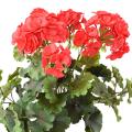 Geranium UV Artificiel