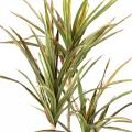 Dracaena Artificiel