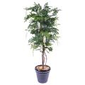 Glycine Artificielle Multi TREE