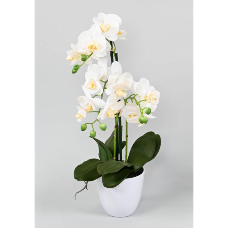 Orchidée Phalaenopsis Pot *3
