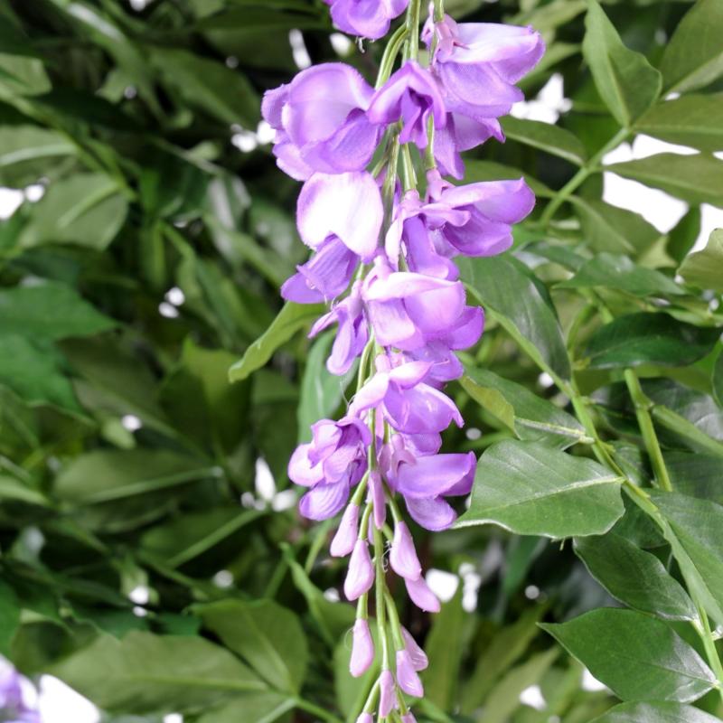 Glycine Artificielle Multi TREE