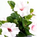 Petunia Artificiel *7