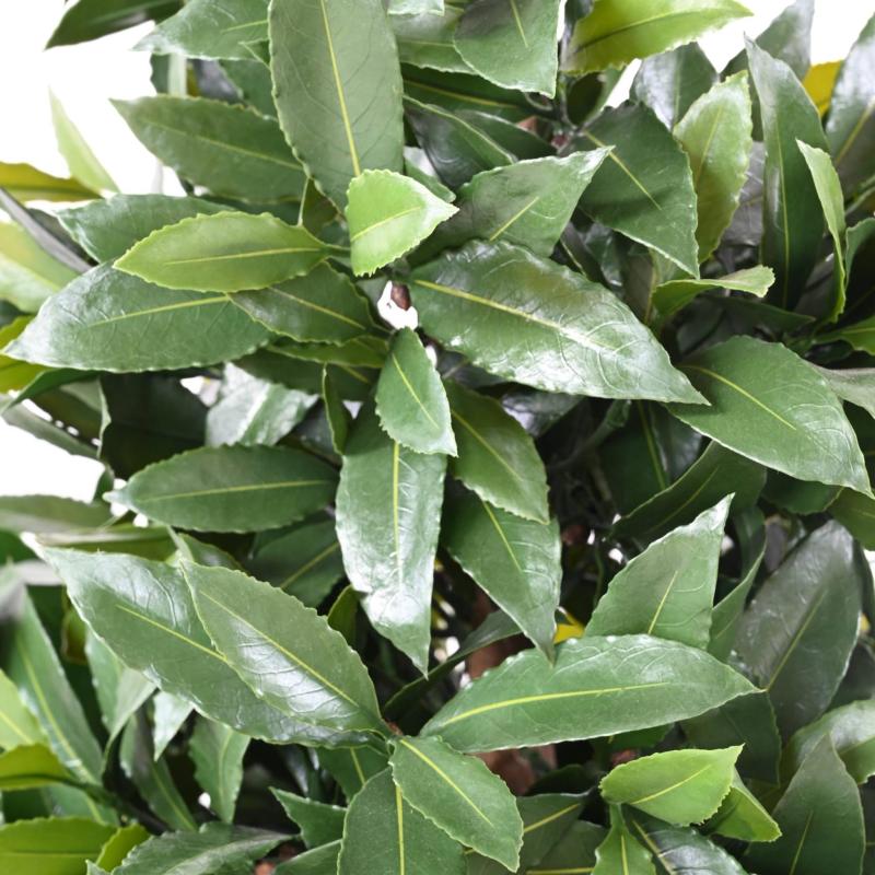 Laurier Nobilis Artificiel NEW Cone Large UV