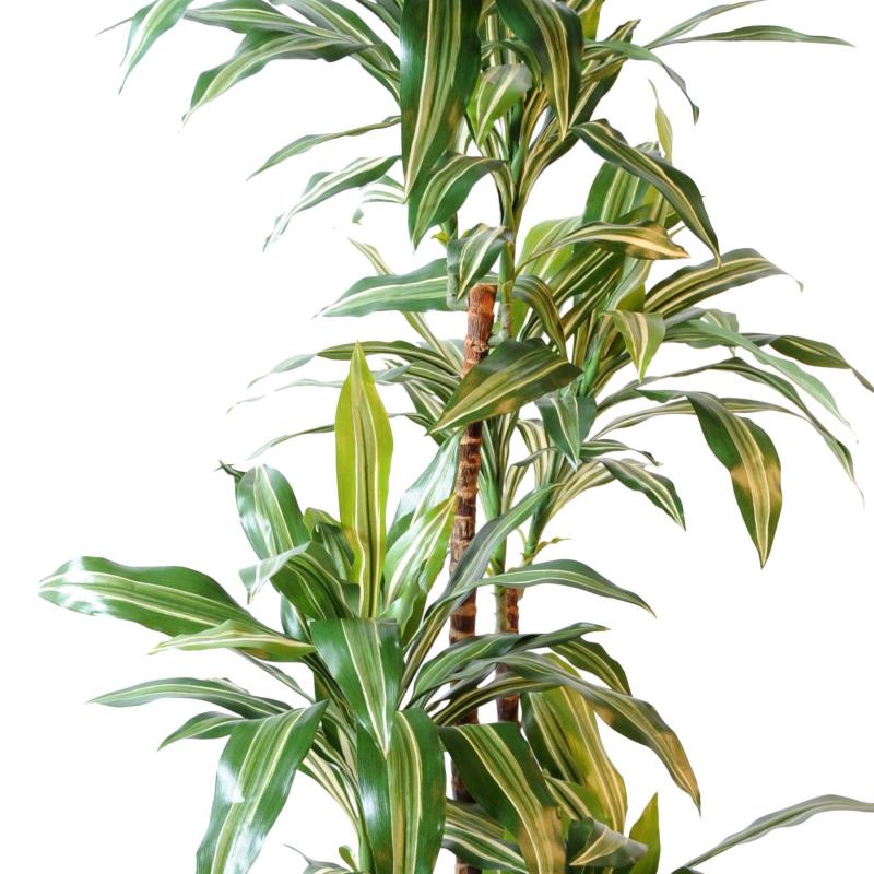 Dracaena Artificiel Fragrans *4