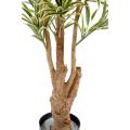 Dracaena Artificiel Reflexa