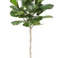 Lyrata Artificiel Tige Tete