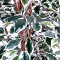 Ficus Artificiel Lianes Grandes Feuilles
