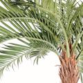 Coconut Artificiel Courbe NEW