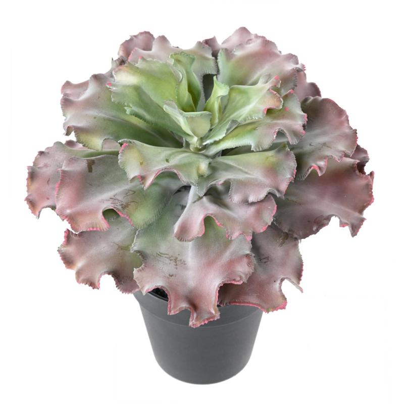 Succulente Artificielle Adromischus Cristatus