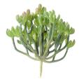 Succulente Artificielle 13