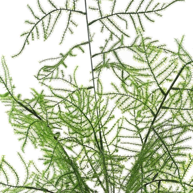 Asparagus Artificiel 50 Pot