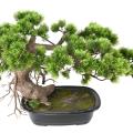 Bonsai Artificiel Pin 37