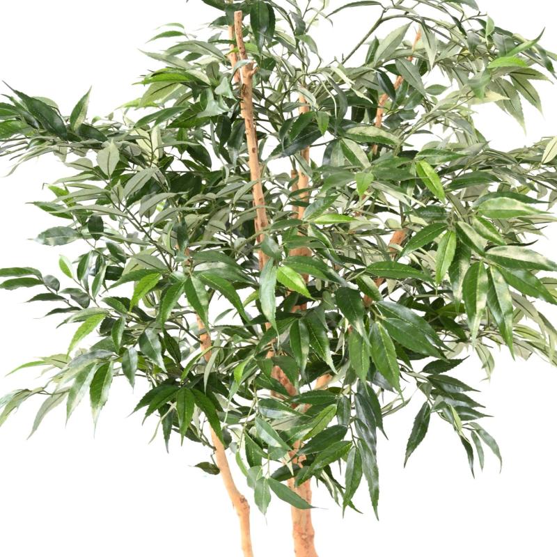 Shirakashi Artificiel