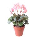 Cyclamen Artificiel