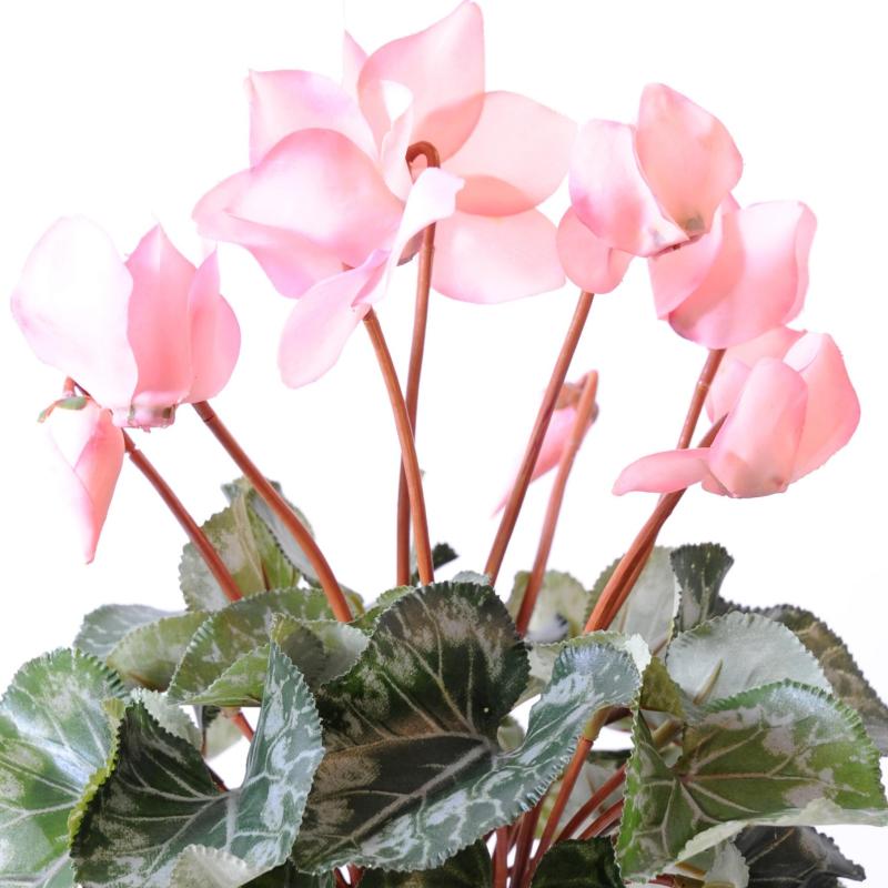 Cyclamen Artificiel