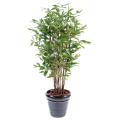 Dracena Artificiel Surculosa
