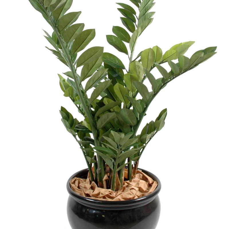Zamia Artificiel