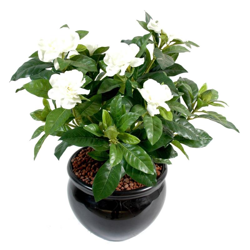 Gardenia Artificiel
