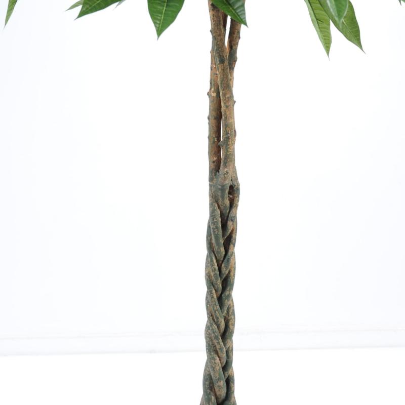 Pachira Artificiel