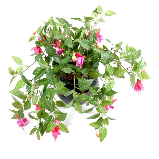 Fuchsia Artificiel Chute