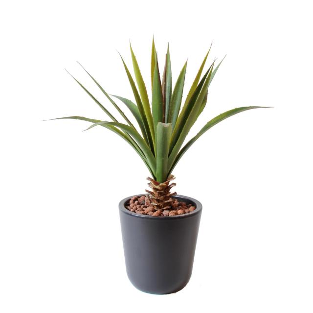 Aloe Artificiel Ferox