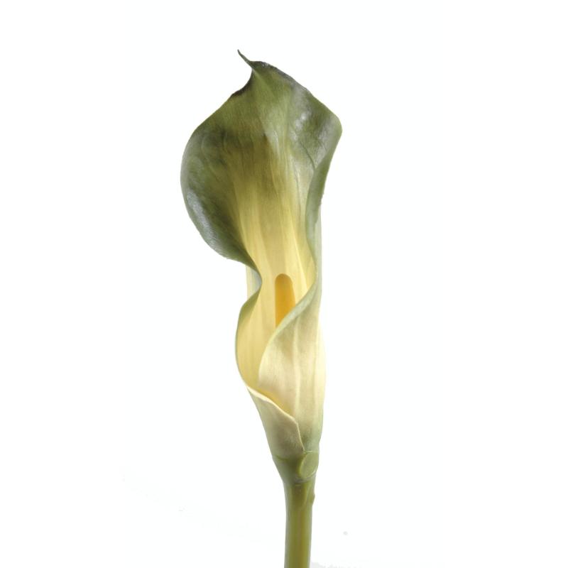 Calla Artificielle Lily