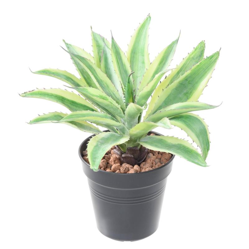 Aloe 35 Artificielle