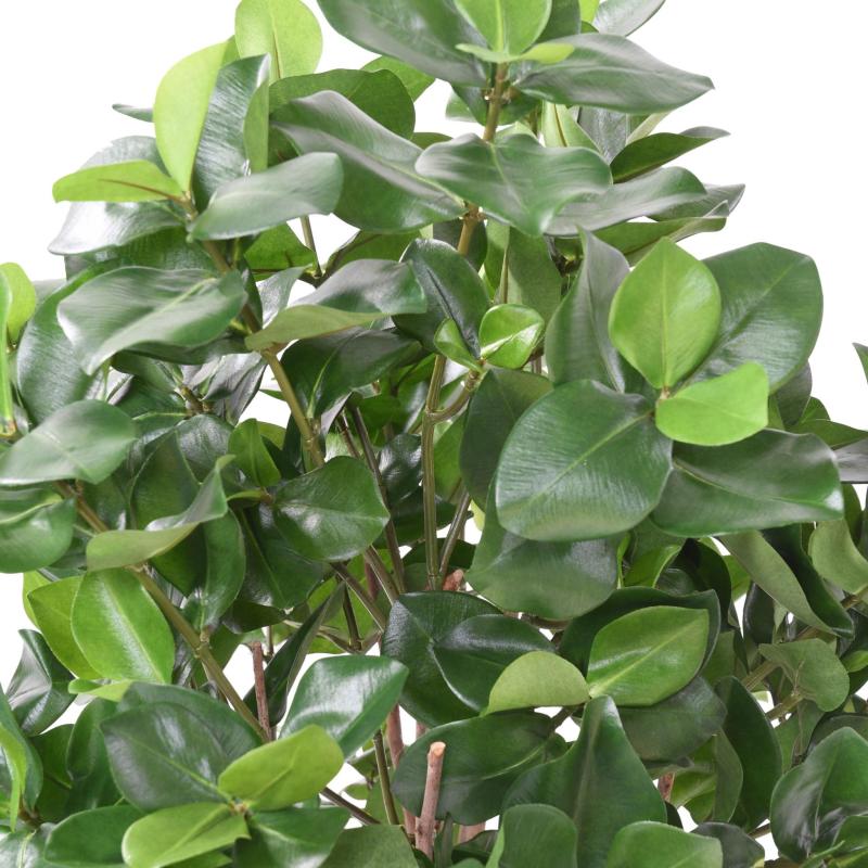 Clusia Buisson